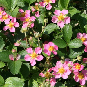 fragaria-pink